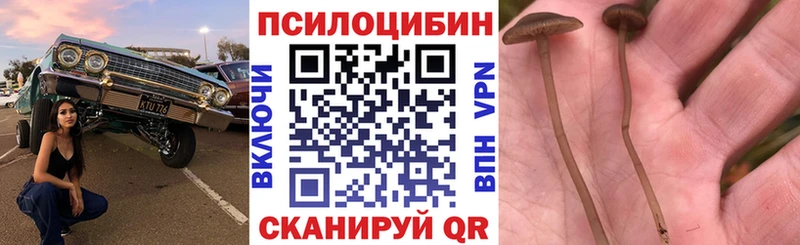 Купить  Канск  Галлюциногенные грибы Psilocybe 